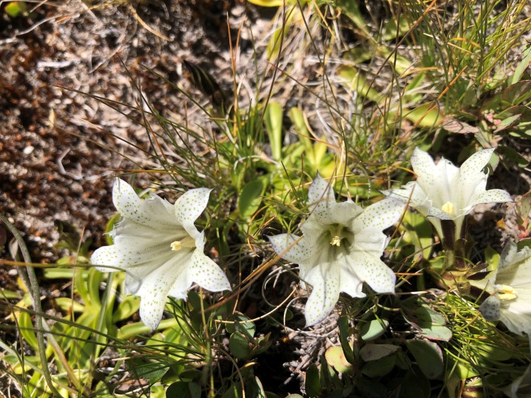Gentian