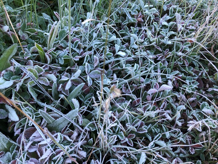 Frost in Graveyard Meadow