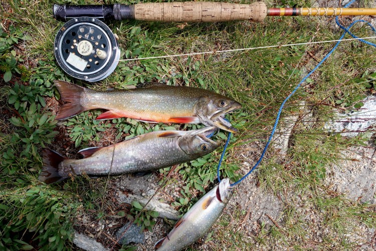 Fish from Muriel Lake