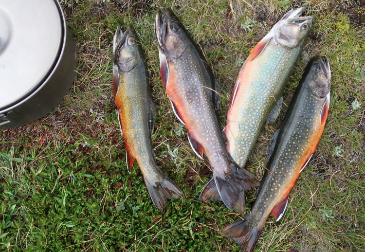 Fish caught at Humphreys Lake