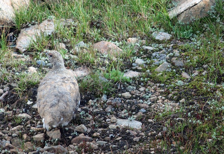 Grouse