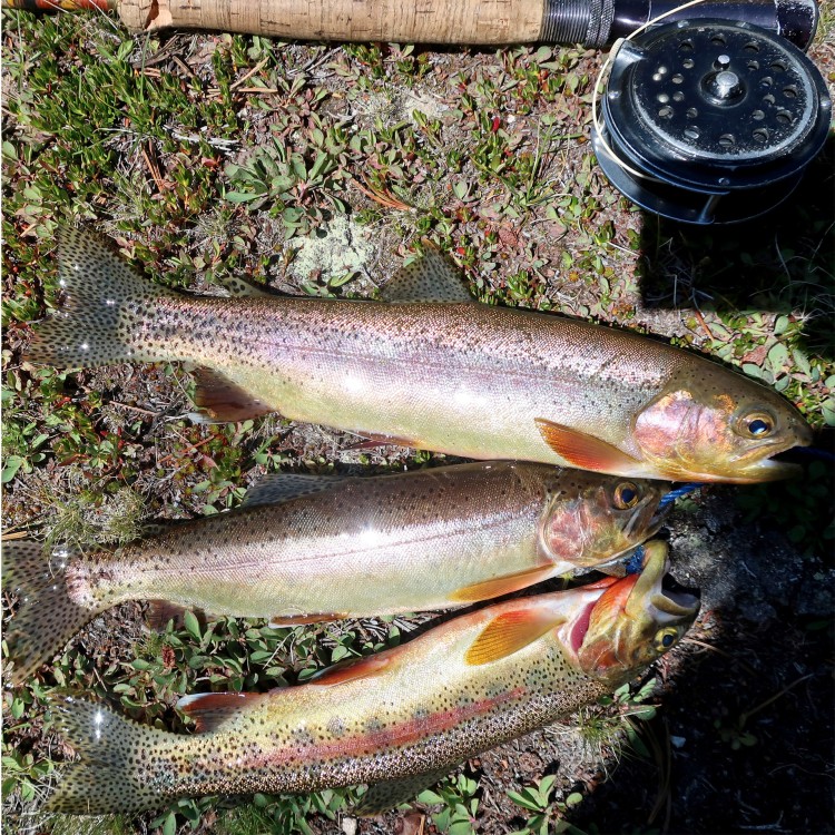Fish from Casper Lake