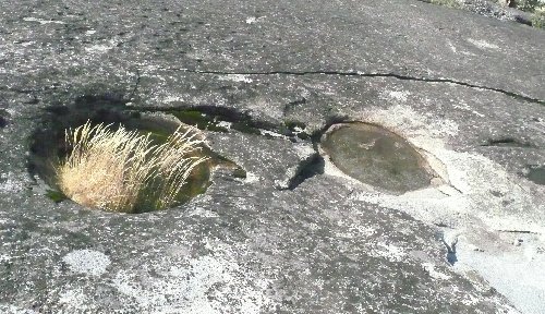 weeds in basin.JPG