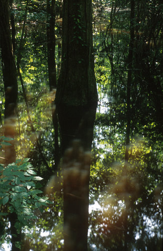 congaree272.jpg