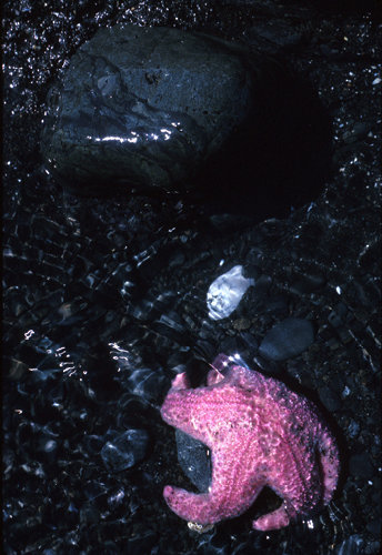Starfish72.jpg