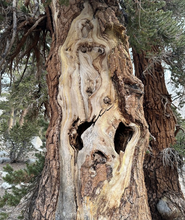 d4-090-spooky-tree.jpg