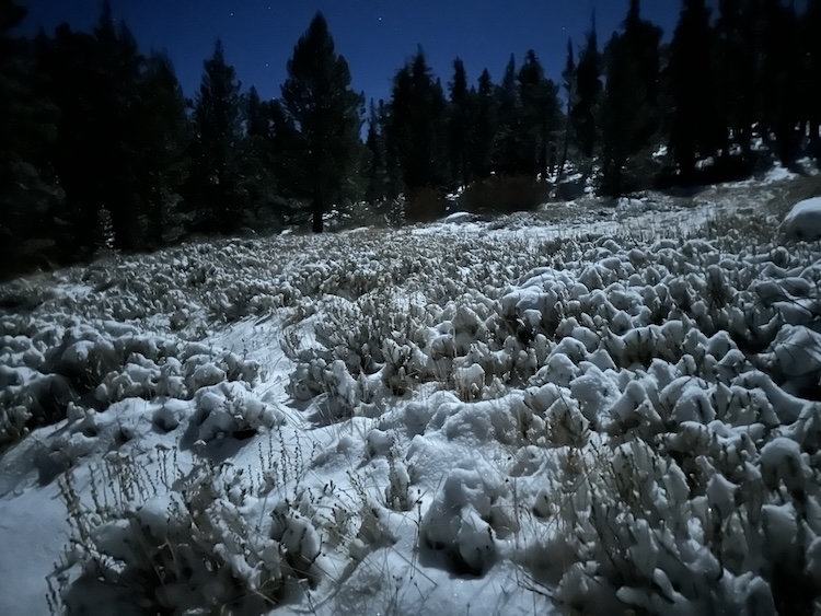 d4-190-snowy-bushes.jpg