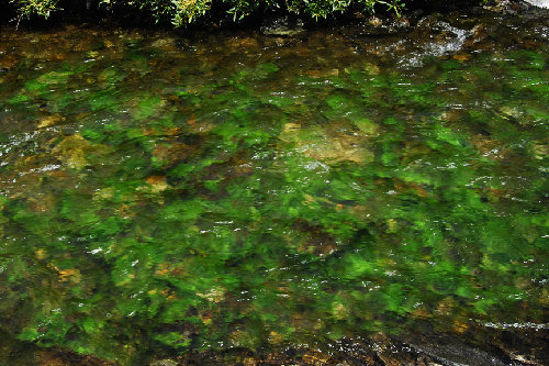 green algae davis lakes outlet72.jpg