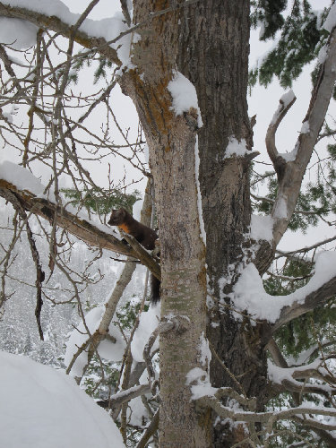 Marty up a tree!