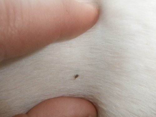 3 tick.JPG