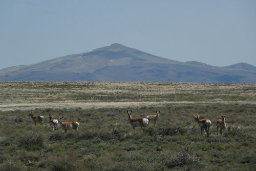 Pronghorn at Hart Mt. Refuge