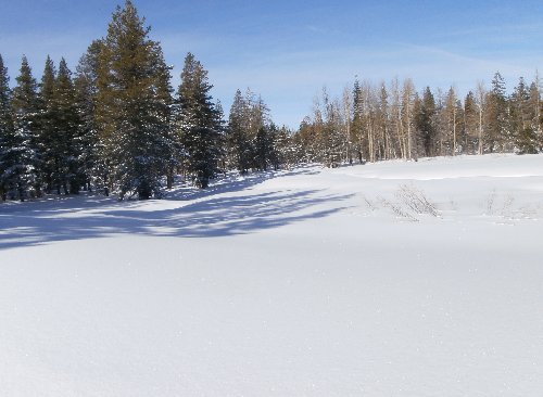 1. Pure Snow.JPG