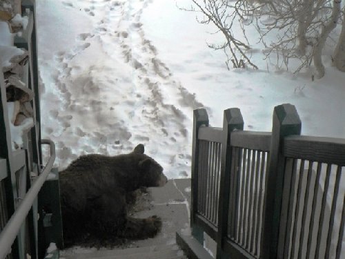 bear under.jpg