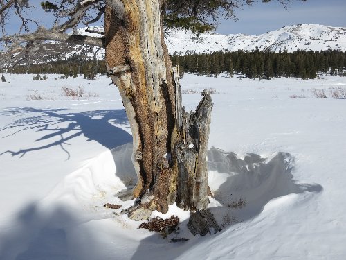 Tree well