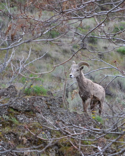Little Big Horn