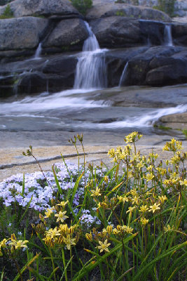 Bear River Wildflowers
