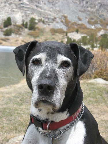 Homer (aka Hommer), Little Lakes Valley, May 2009