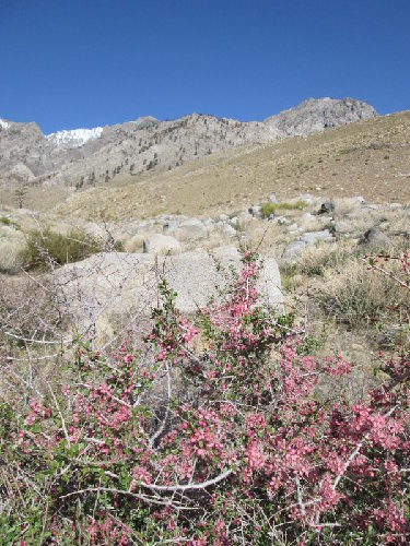 Nice blooms at the lower elevations