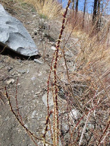 Nasty bramble