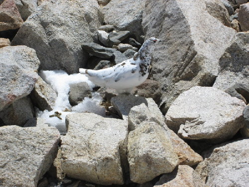 Grouse losing winter plummage