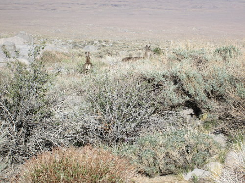 Deer near the trail head