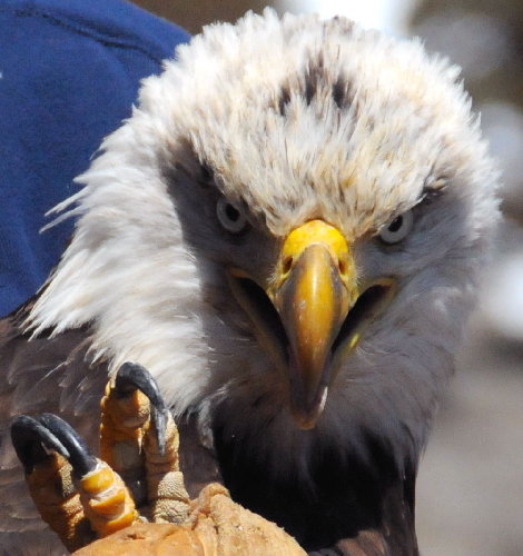 One Bad Eagle..