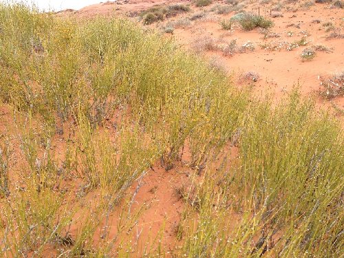 Mormon Tea (natural source of ephedra) covered the landscape... chewing on it is a nice pick-me-up!!