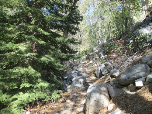 Wooded Trail