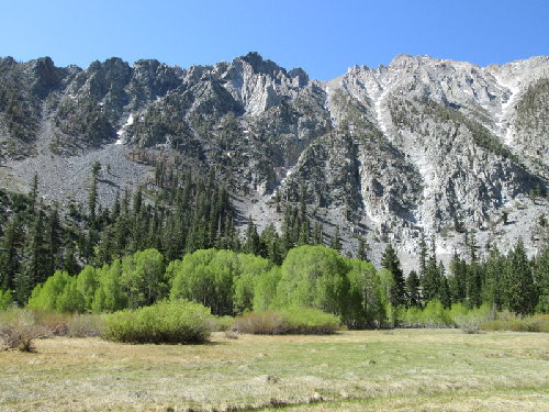 Sawmill meadow