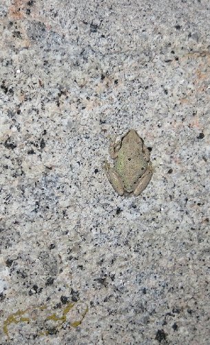 IMG_1979-frog.jpg