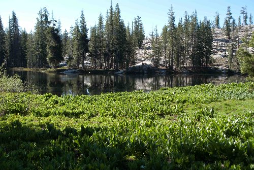 Green meadows by Piute Lake