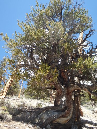 8Tree.JPG