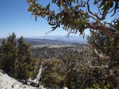 9Tree Nevada.JPG