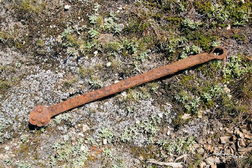 still wondering what this is, any ideas? ~20&quot; long. Very remote location, northern Yosemite