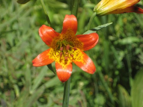 IMG_5521.jpg