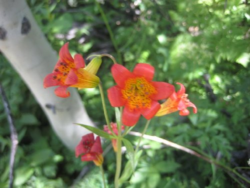 IMG_5596.jpg