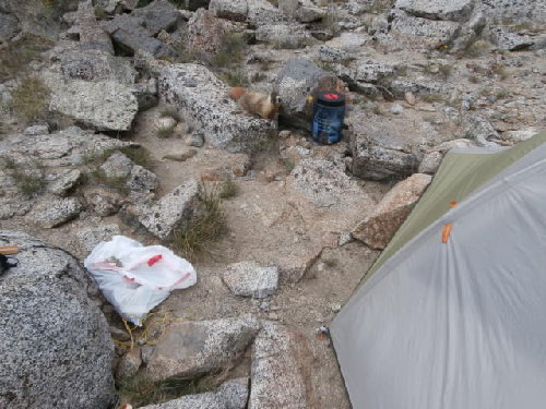 13Marmot.JPG