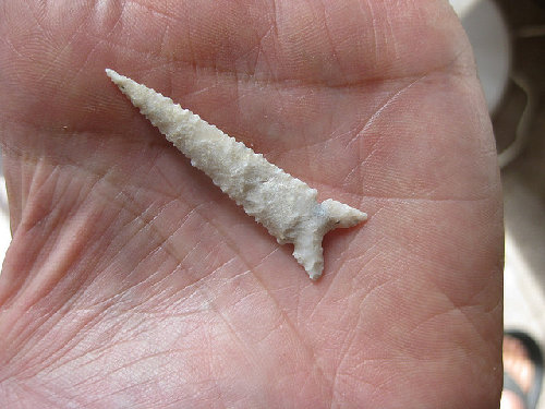 white-tip.jpg