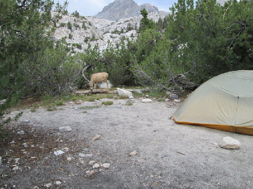 Deer in campsite
