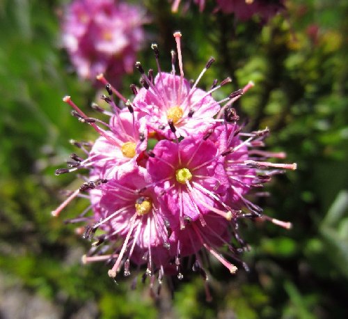 Wildflower