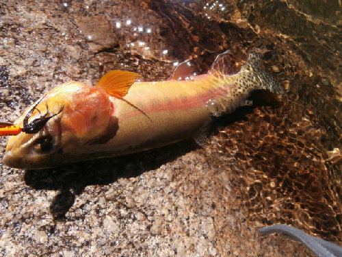 3 Fish.JPG