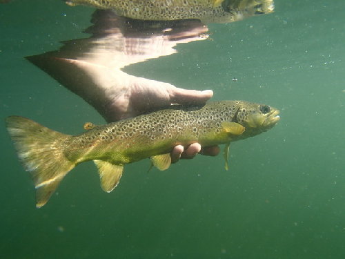 Nice Brown