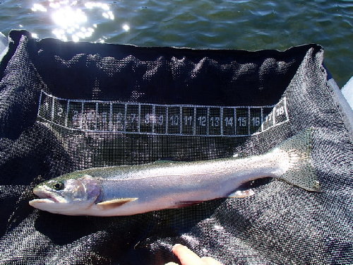Nice Rainbow