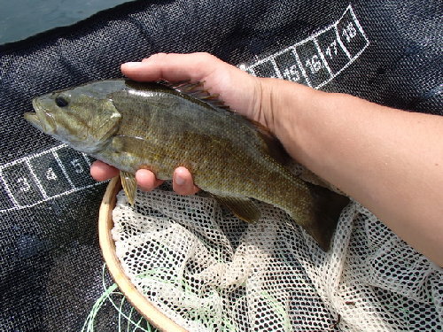 Smallie