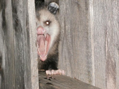 Not big foot but still pretty fierce looking!