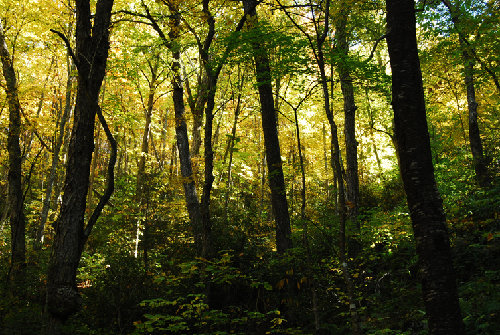 basswood cove detail72.jpg