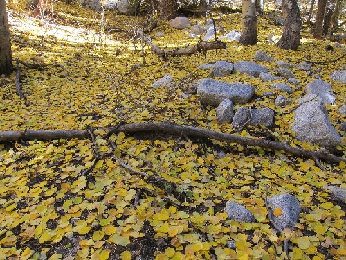 fall along the mono creek trail