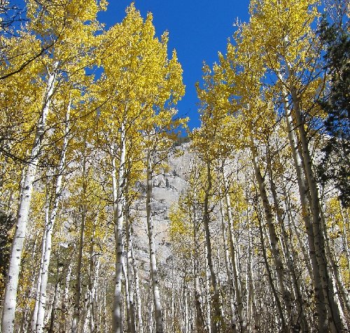 golden aspens