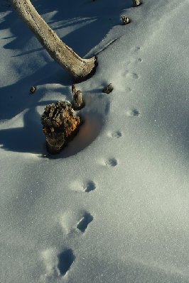 SDIM4072.1.JPG