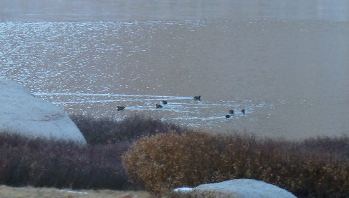 Coots on Cottonwood Lake #3